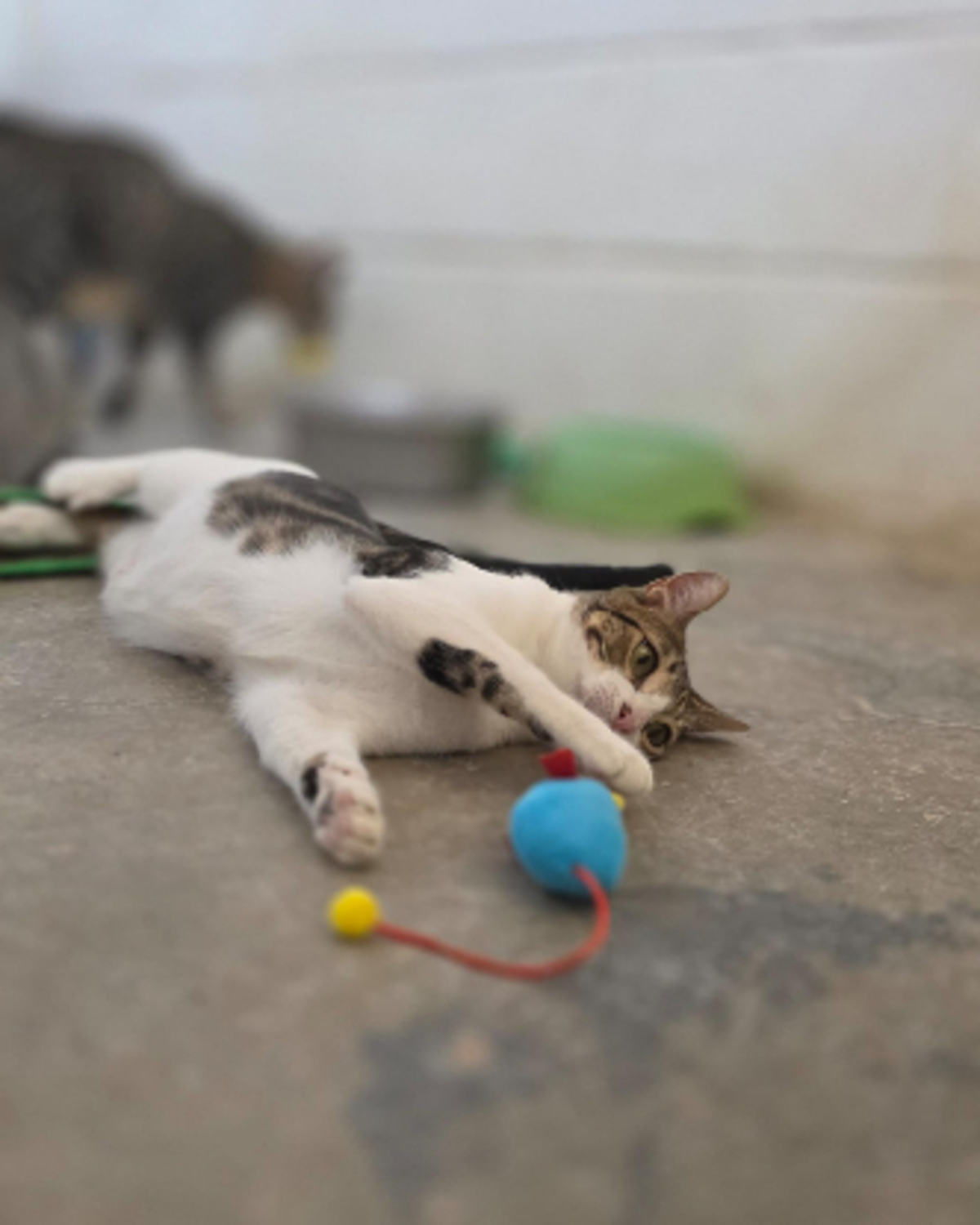 Adoption Floki