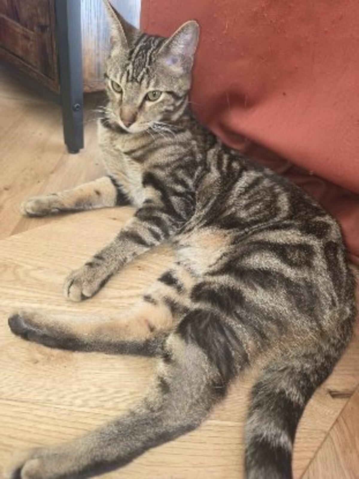 Adoption Floki