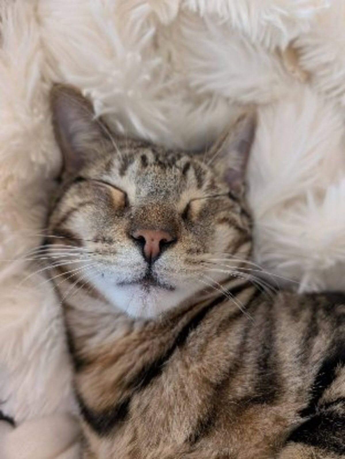 Adoption Floki