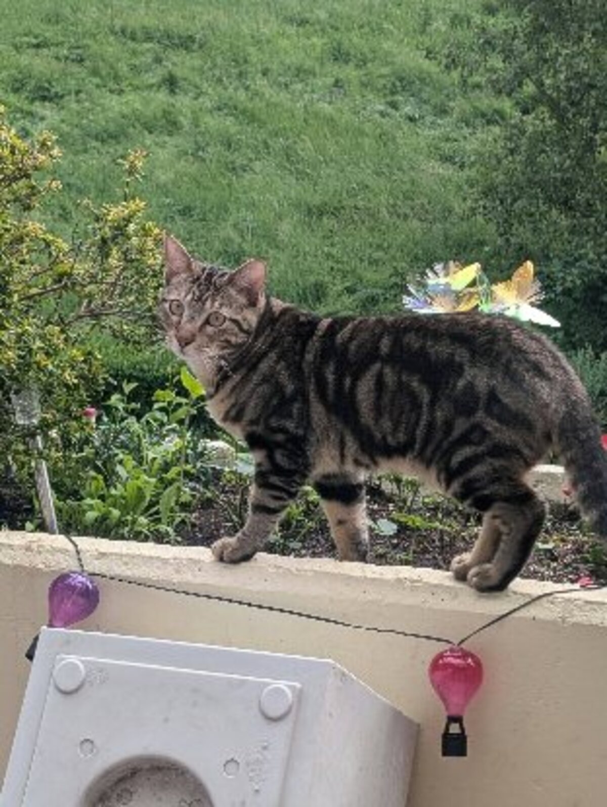 Adoption Floki