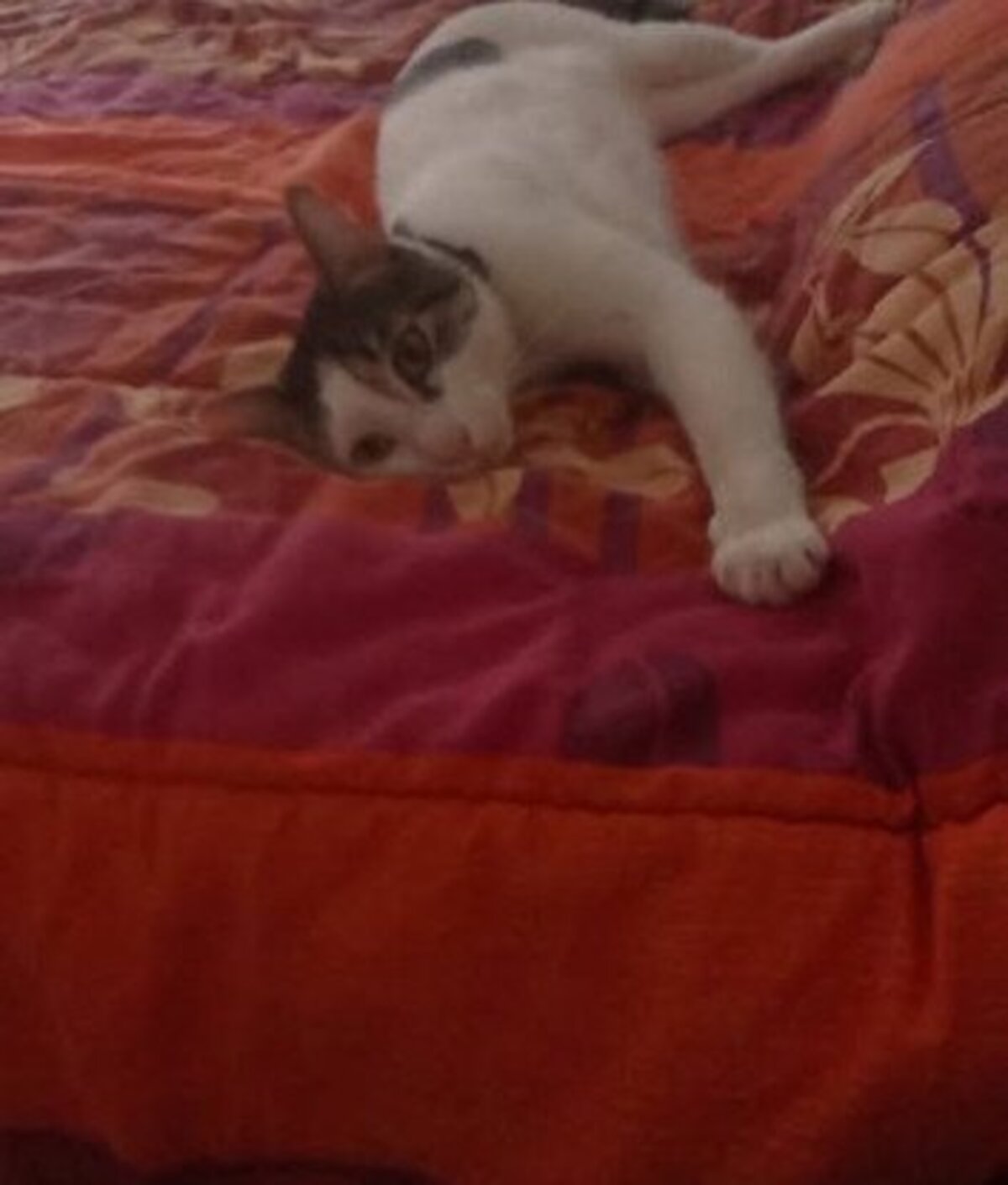 Adoption Floki