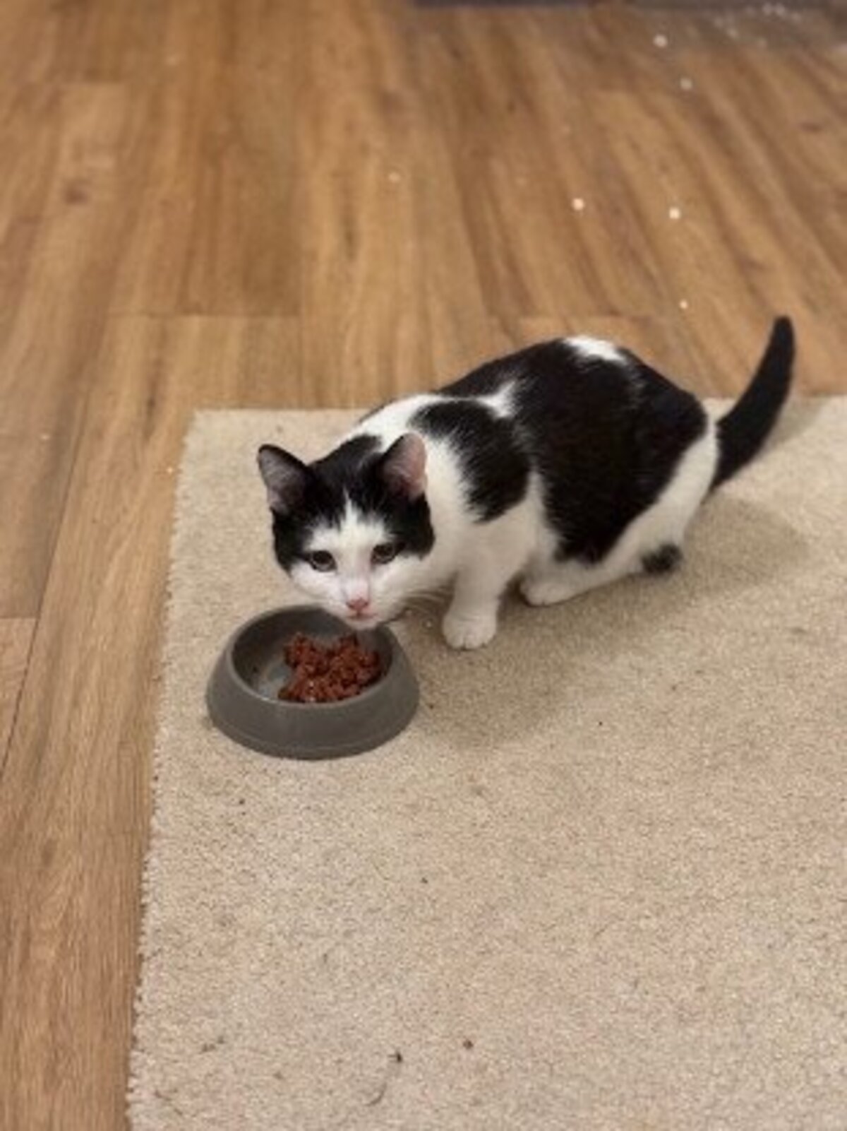 Adoption Florentin