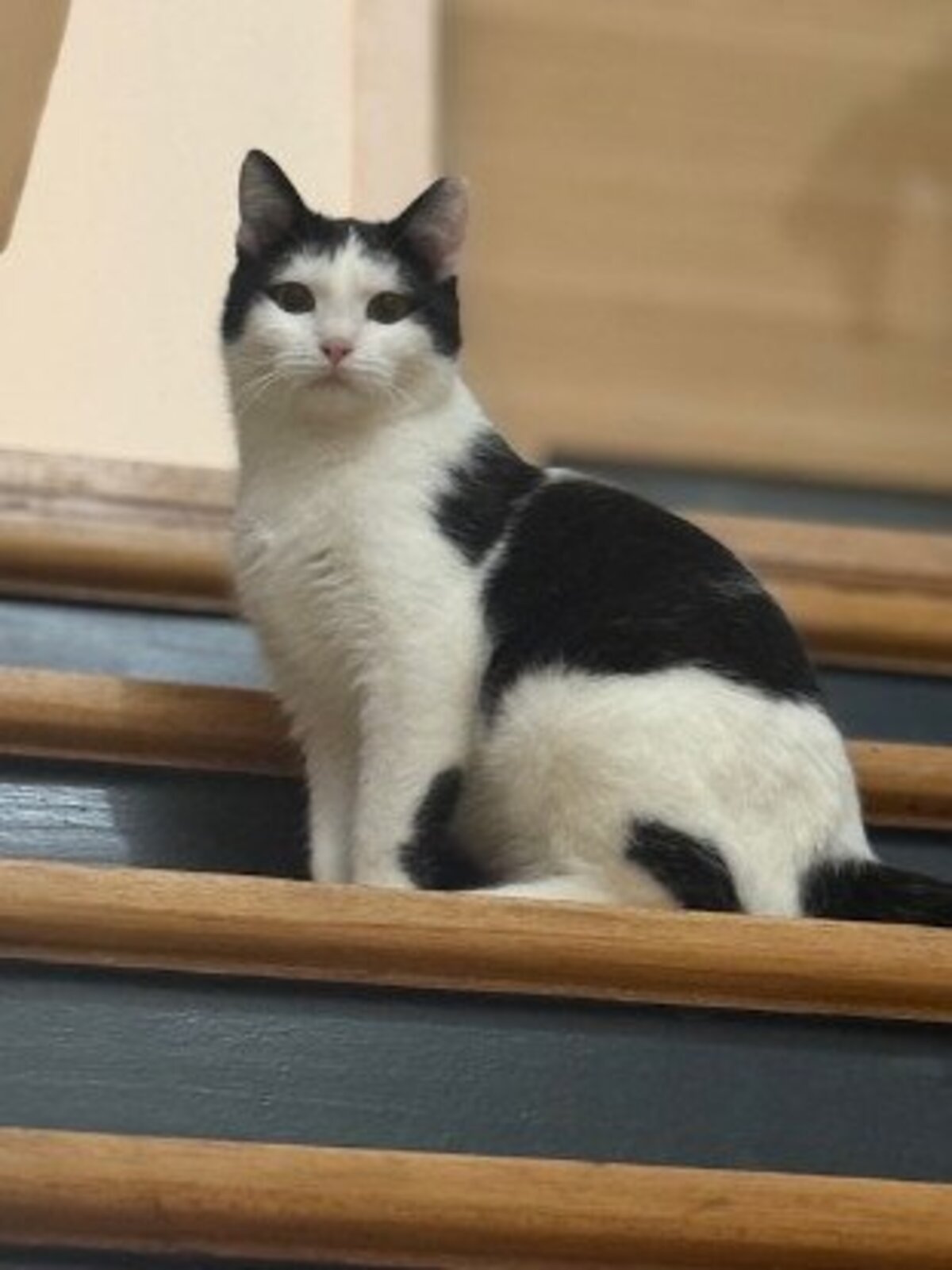 Adoption Florentin