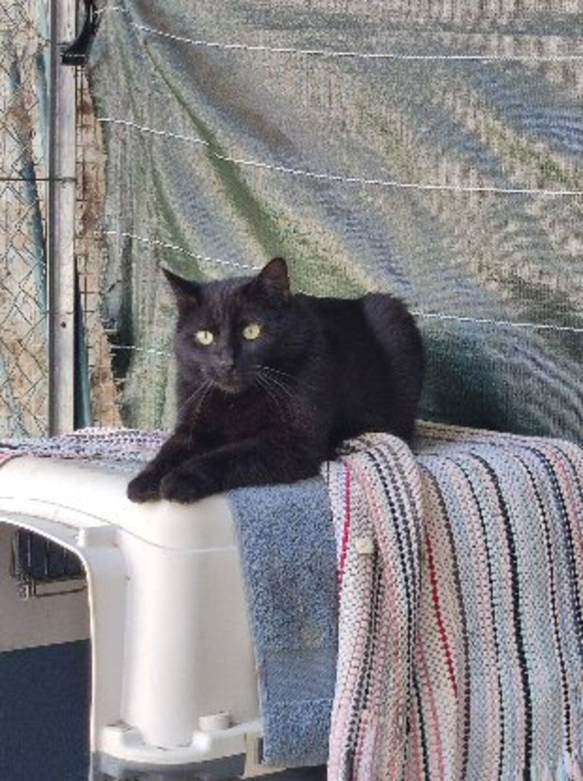 Adoption Freesby