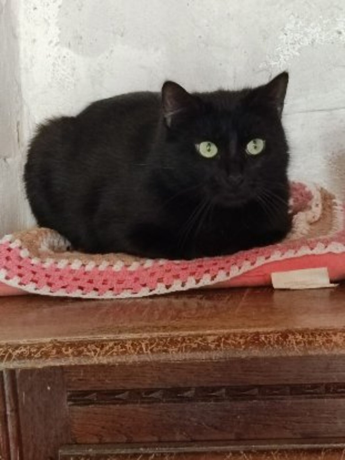 Adoption Freesby