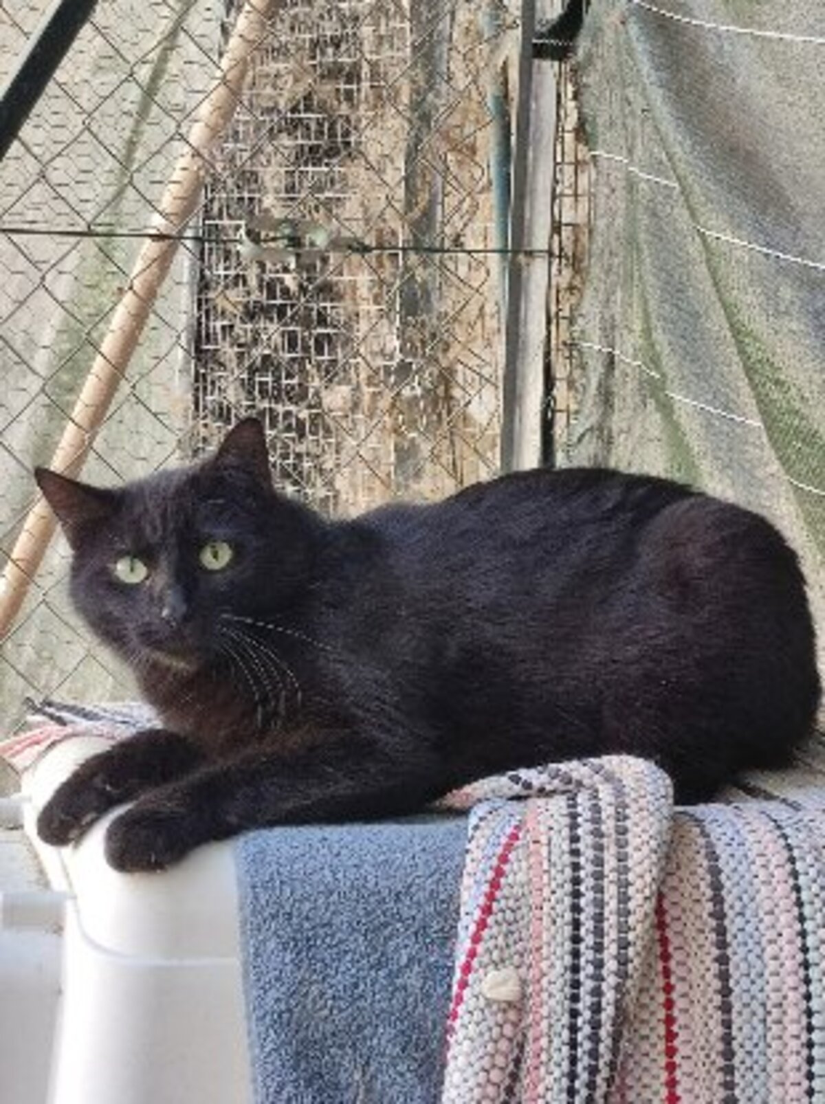 Adoption Freesby