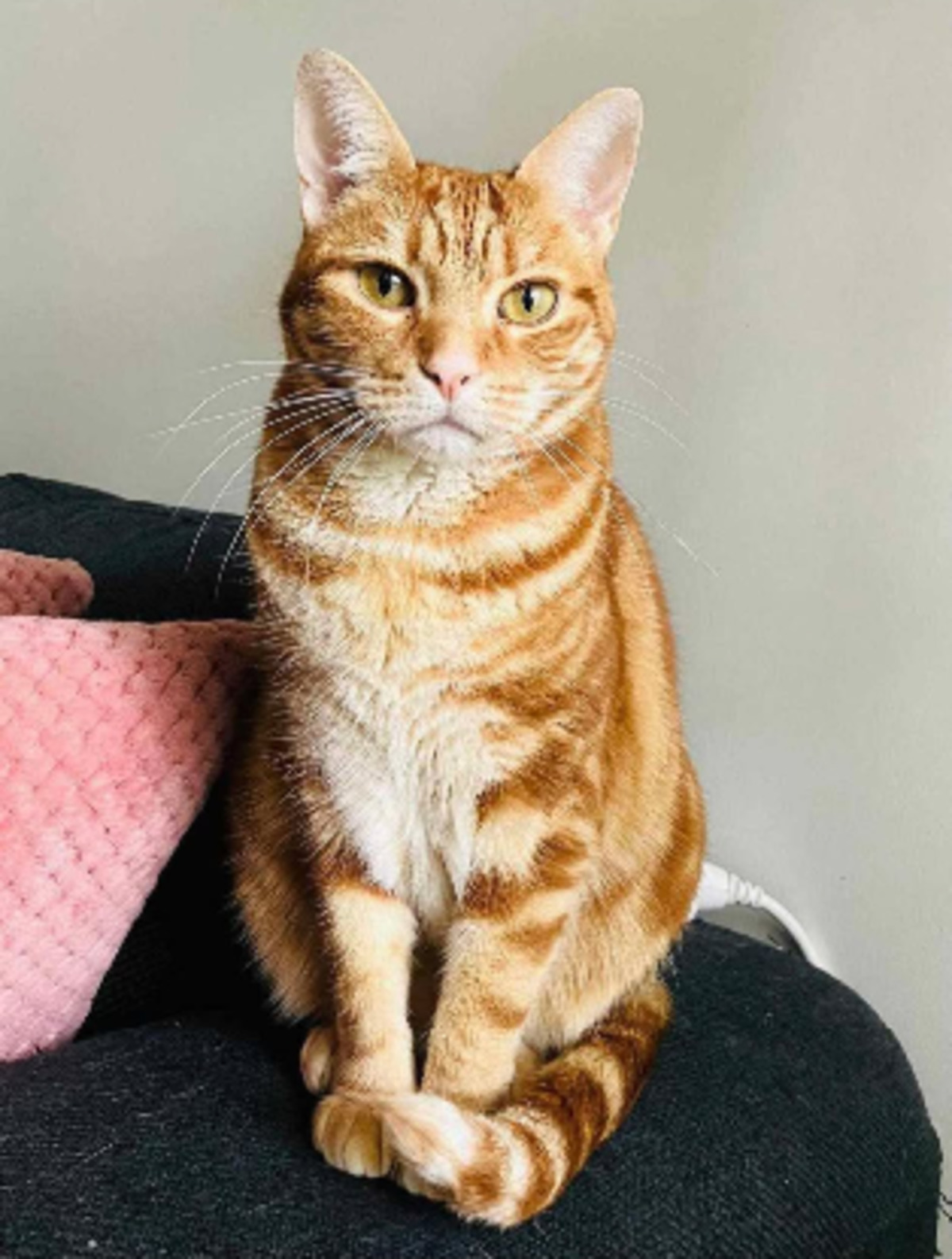 Adoption Freyja
