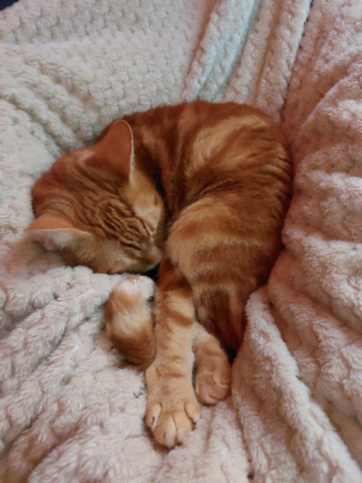 Adoption Freyja