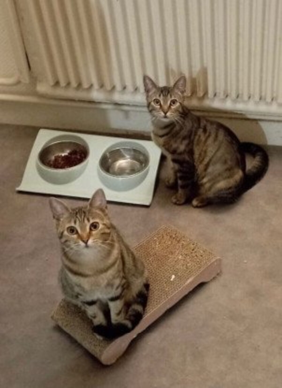 Adoption Freyja et athena