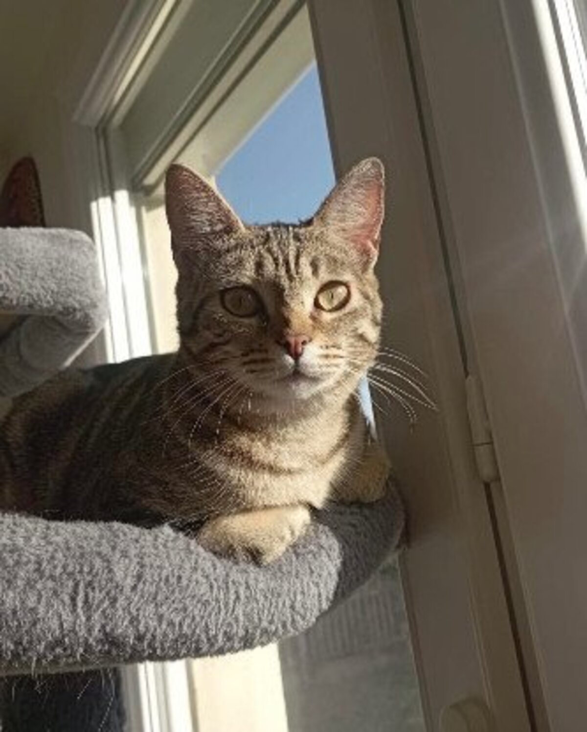Adoption Freyja et athena
