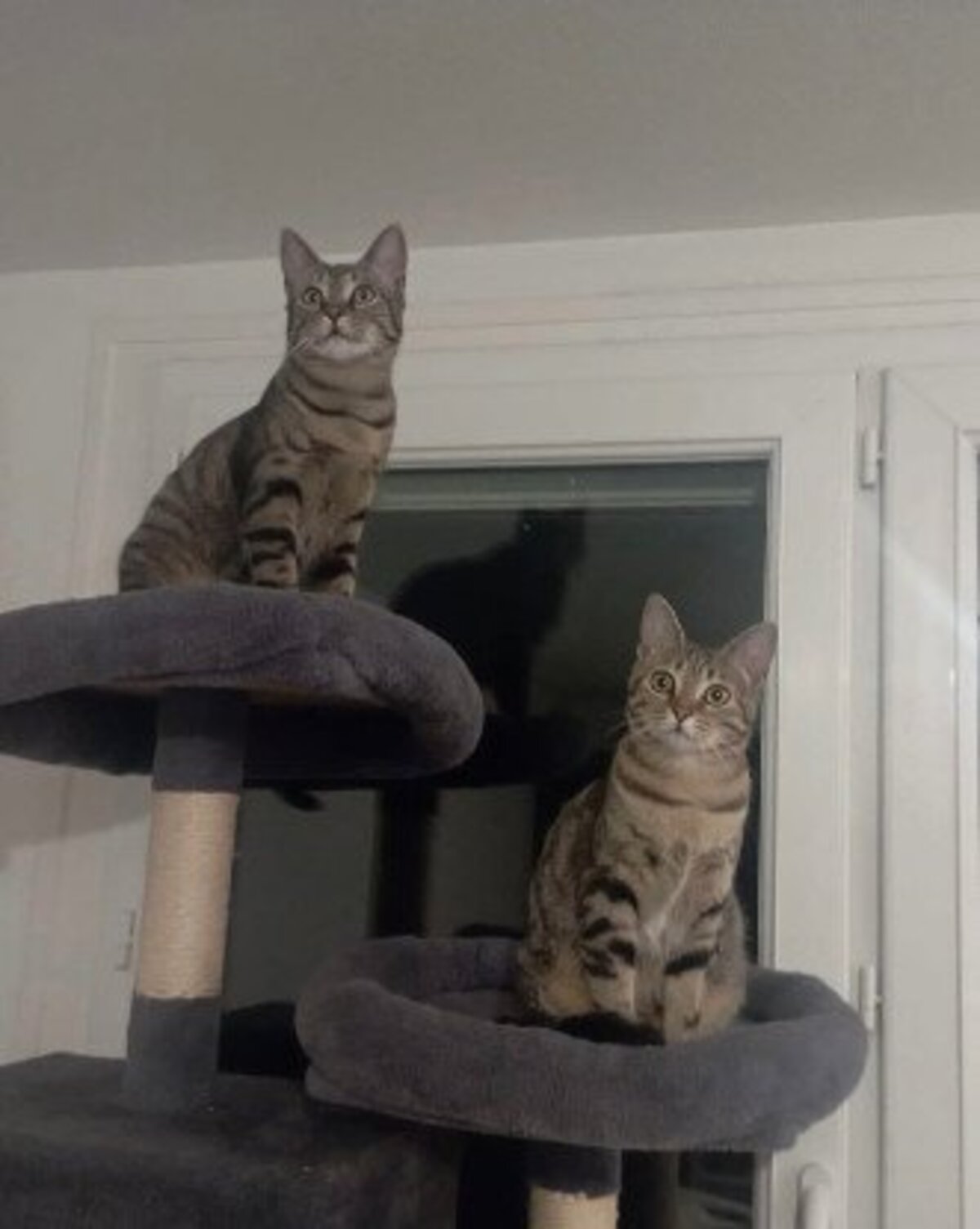Adoption Freyja et athena