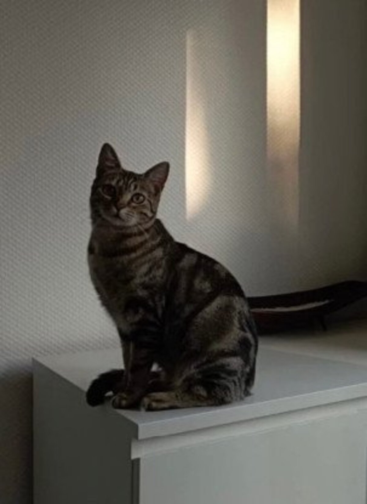 Adoption Freyja et athena