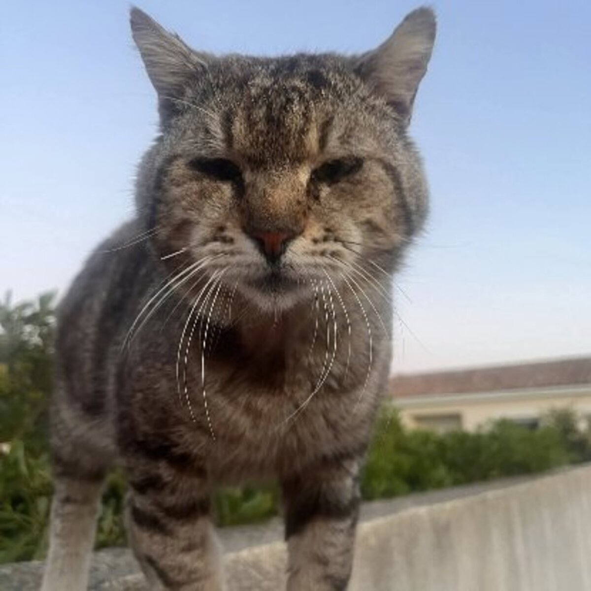Adoption Fripouille