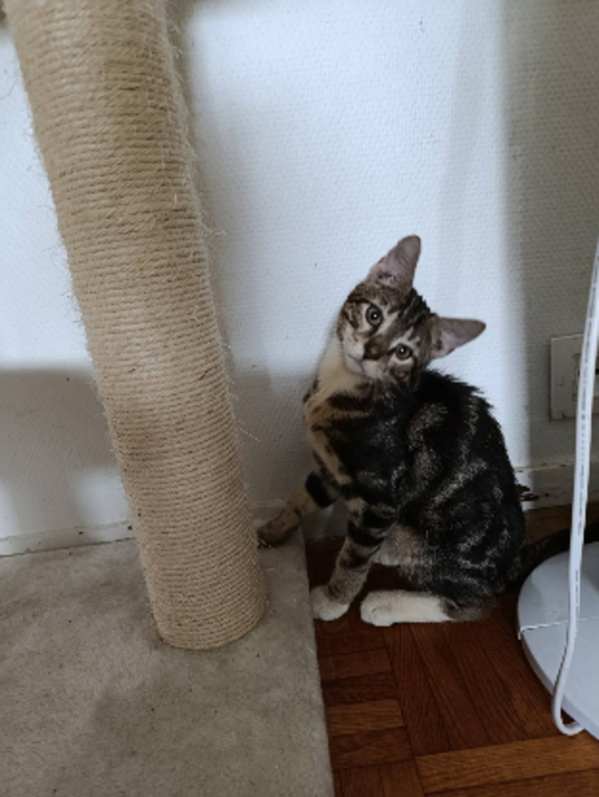 Adoption Frodon