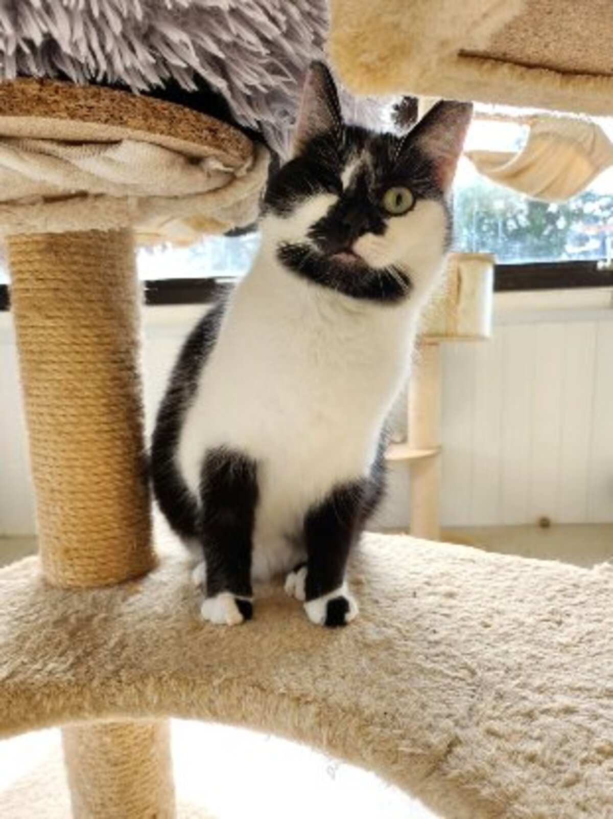 Adoption Futty