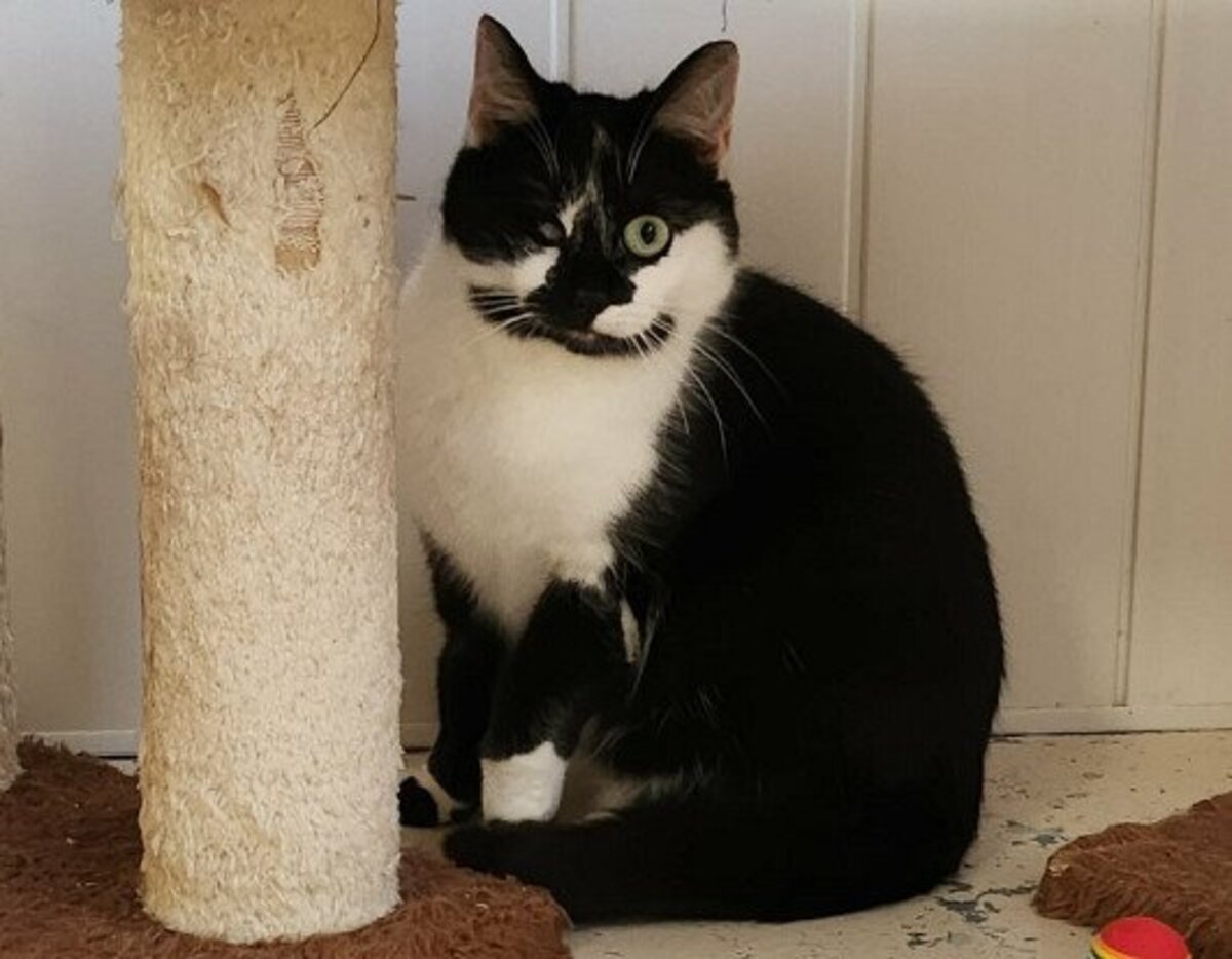 Adoption Futty