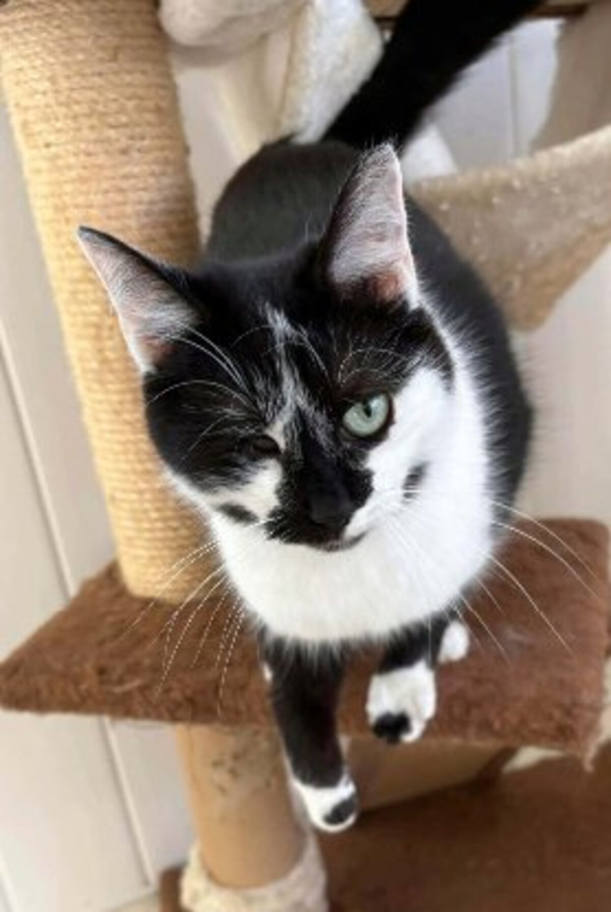 Adoption Futty