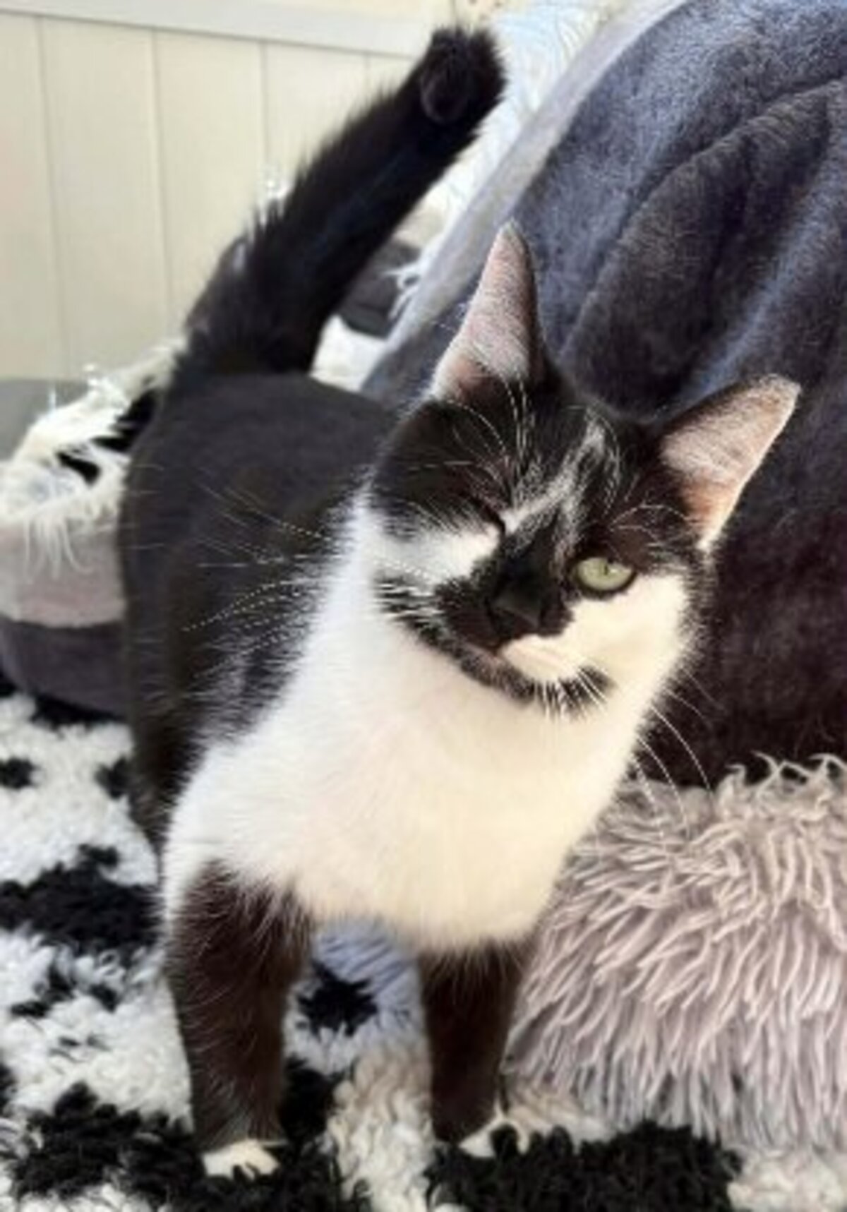 Adoption Futty