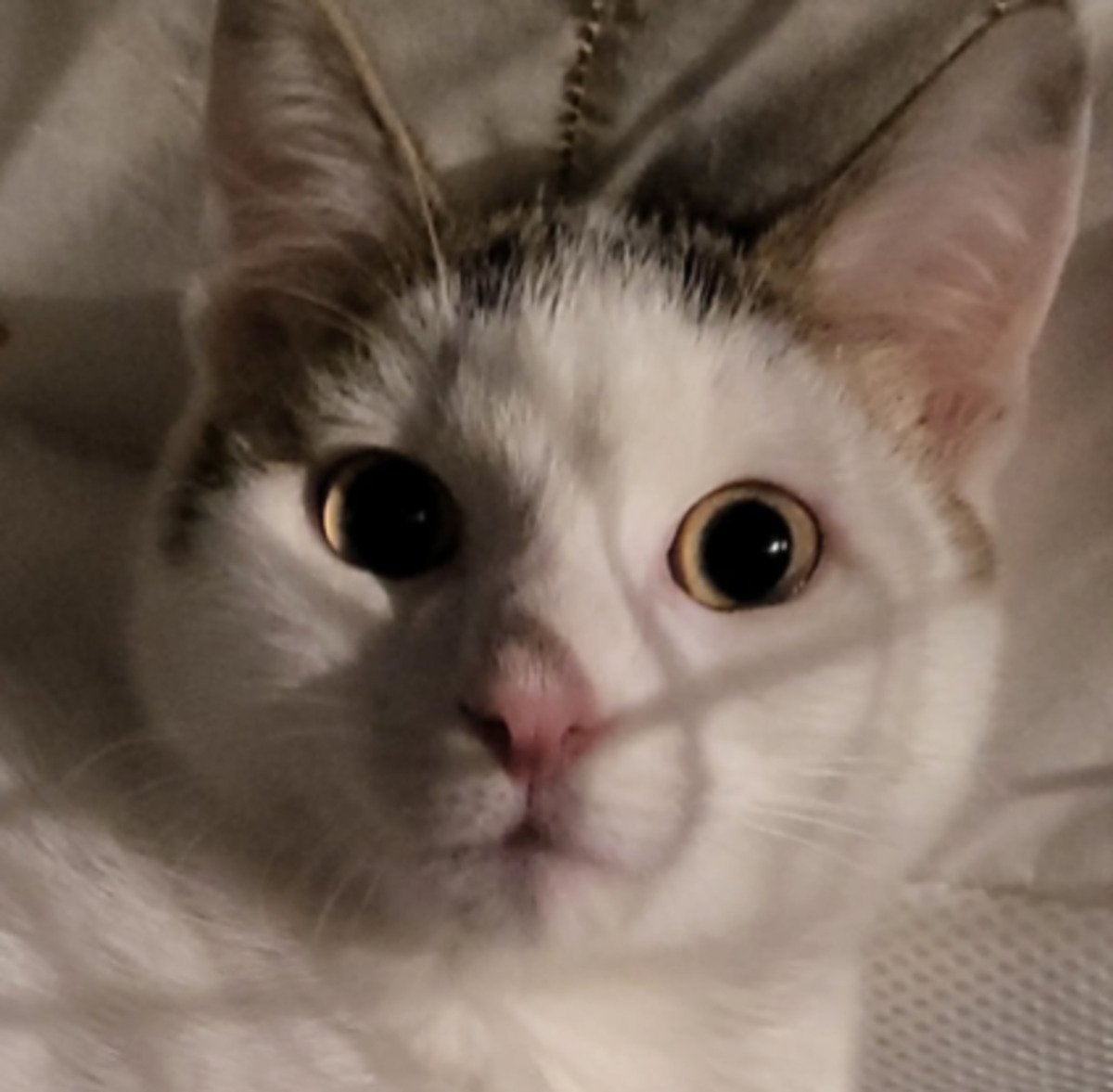 Adoption Fuyu