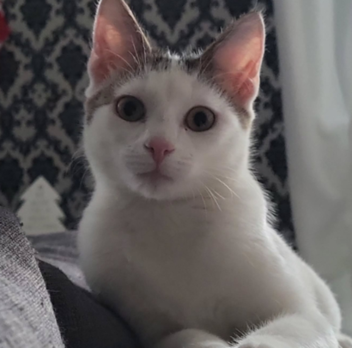 Adoption Fuyu