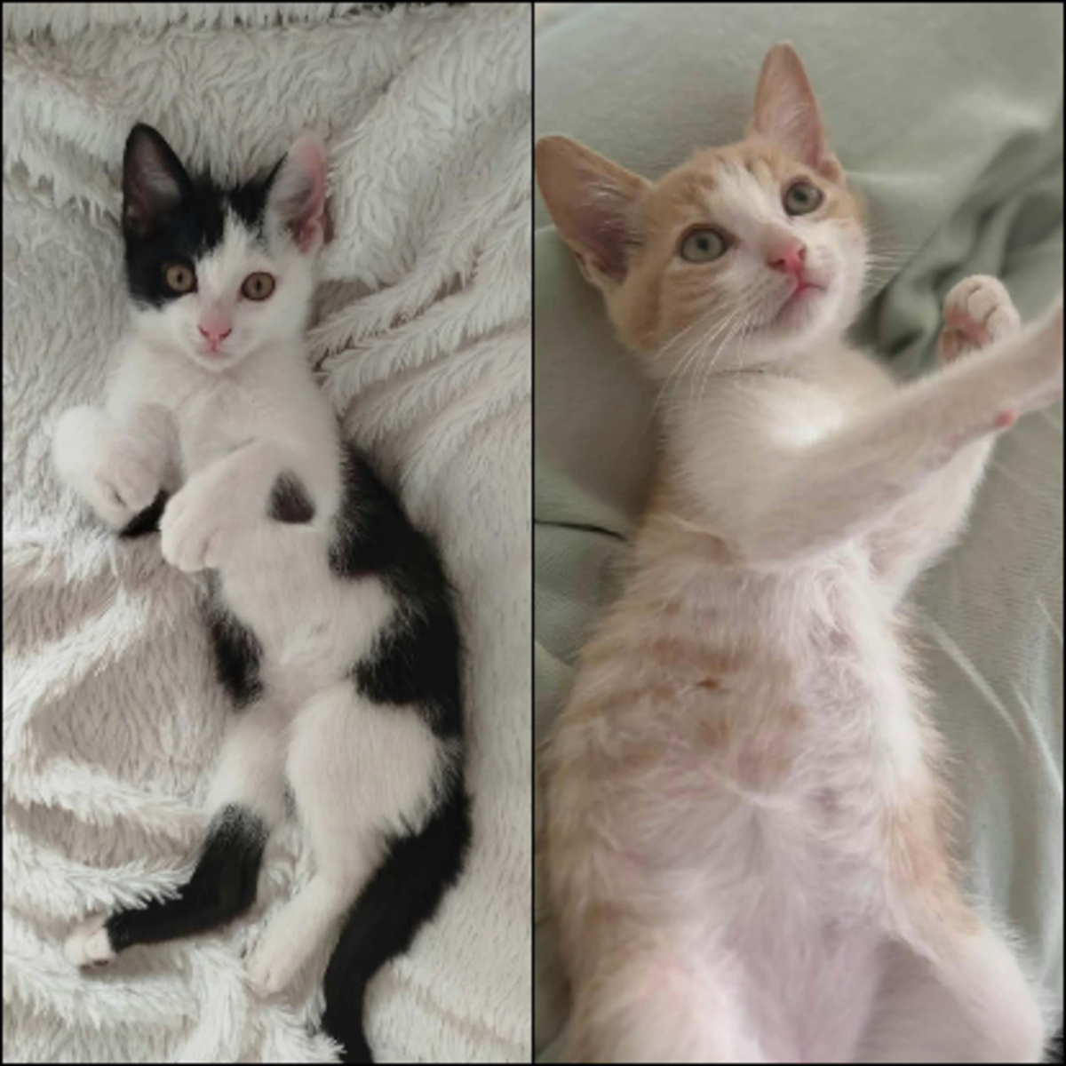 Adoption Gaby et pandi