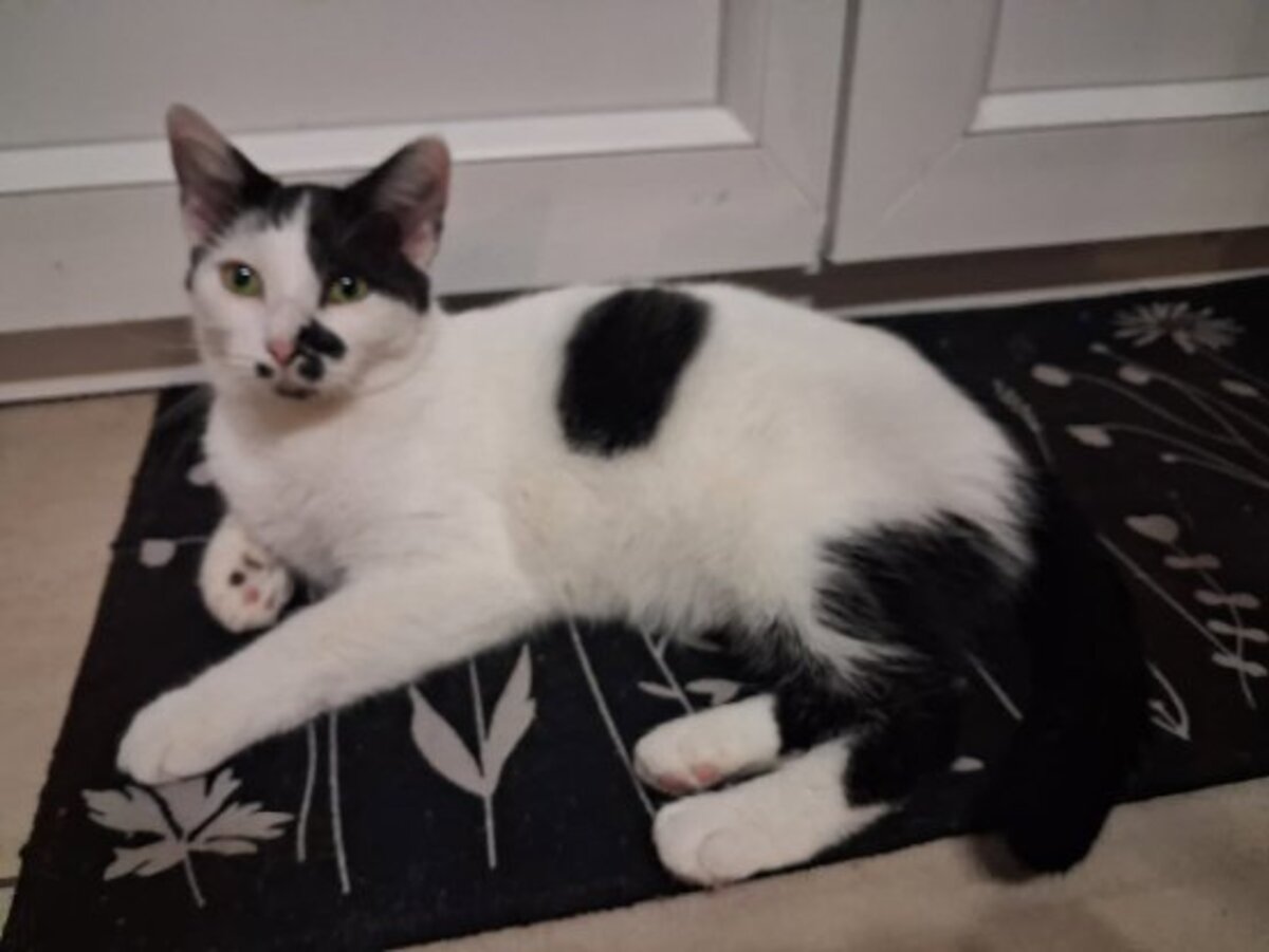 Adoption Galia