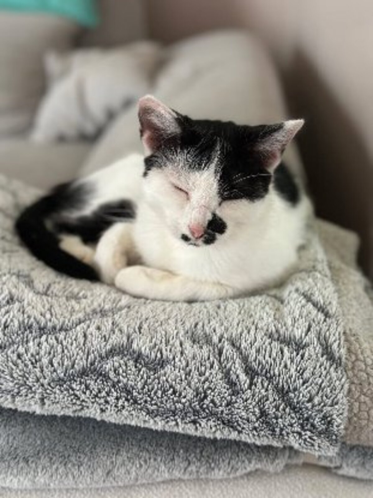 Adoption Galia