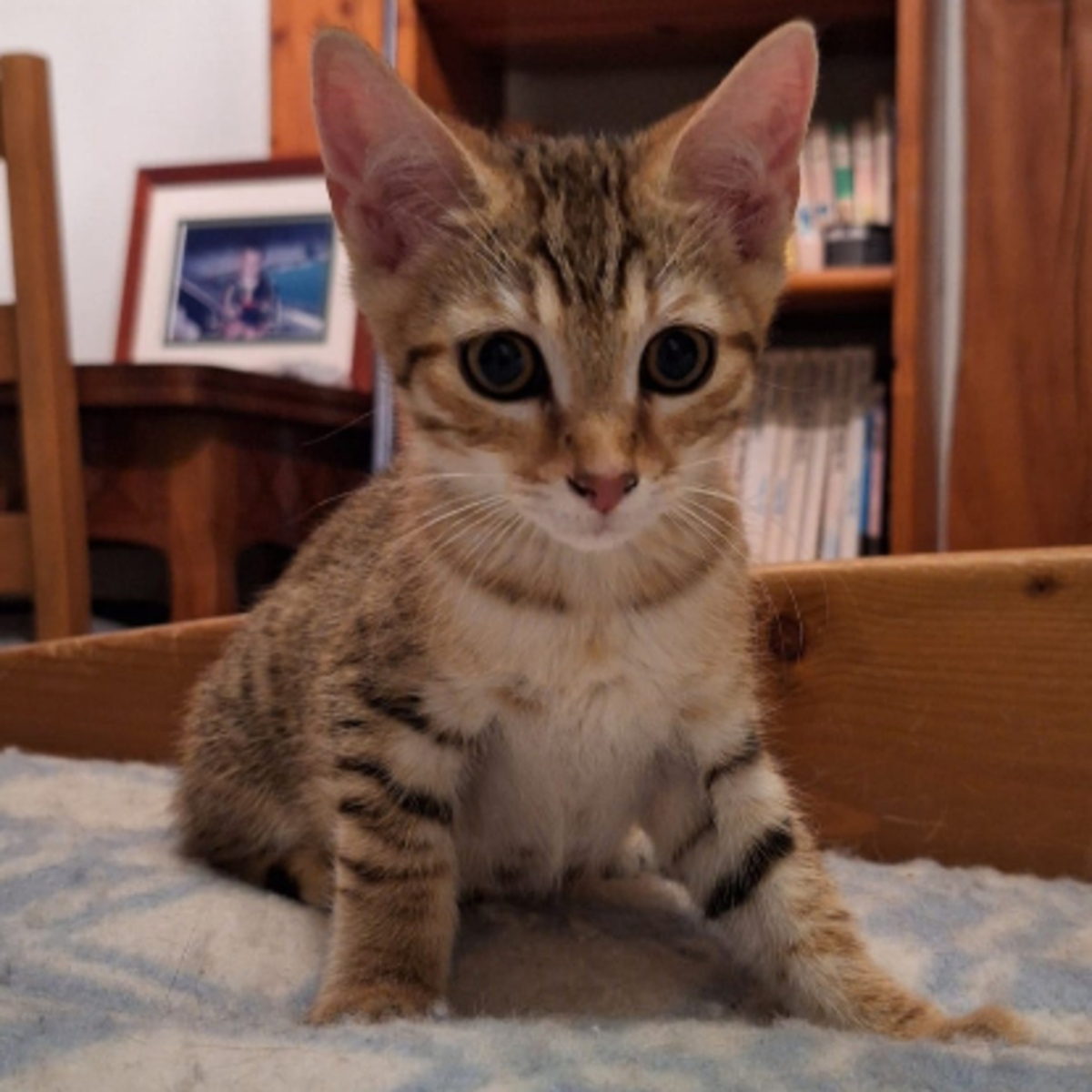 Adoption Gamin