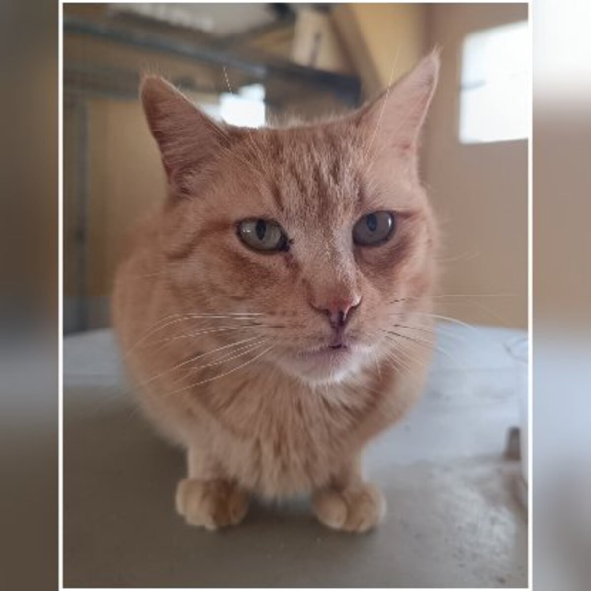 Adoption Garfield
