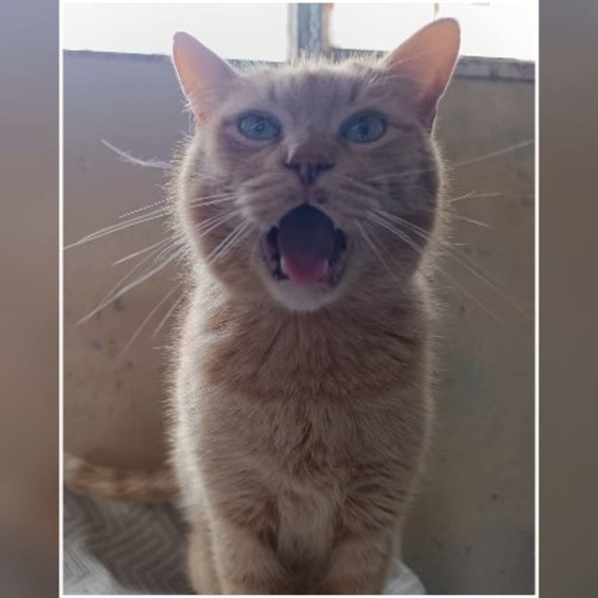 Adoption Garfield