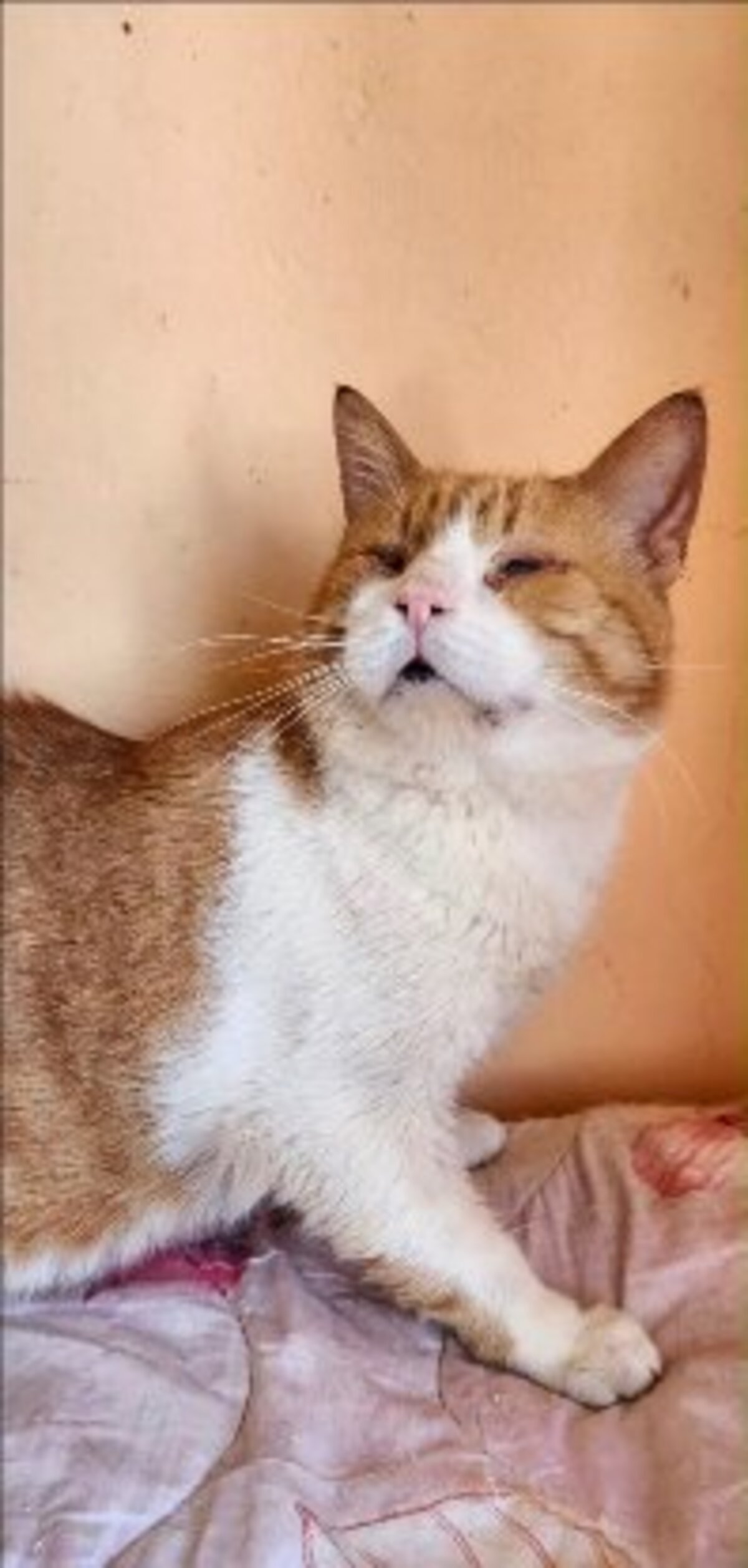 Adoption Garnar