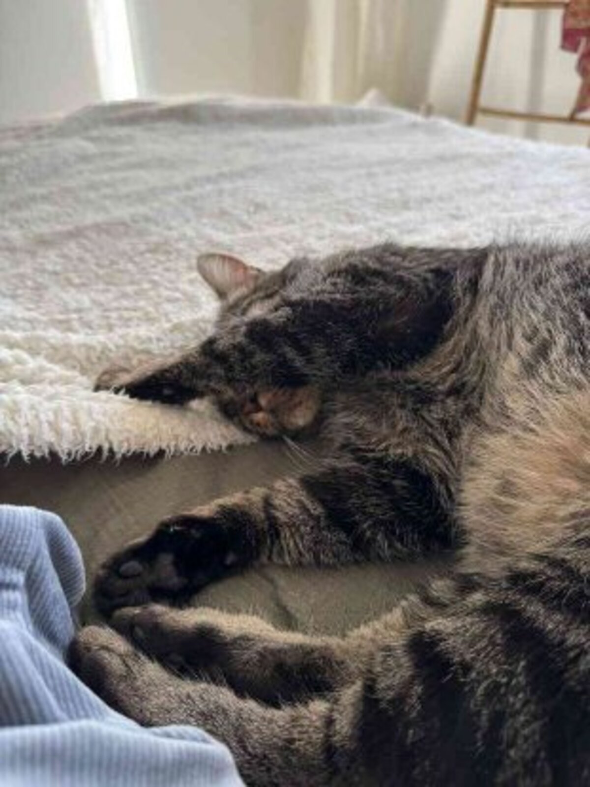 Adoption Gaspard