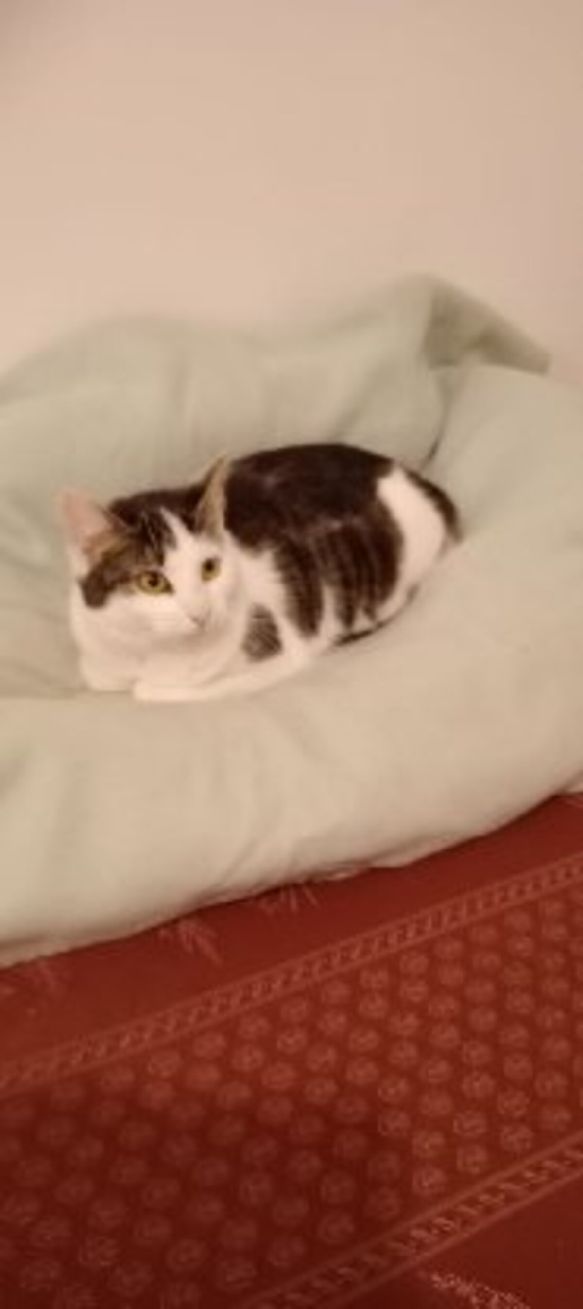 Adoption Gaufrette