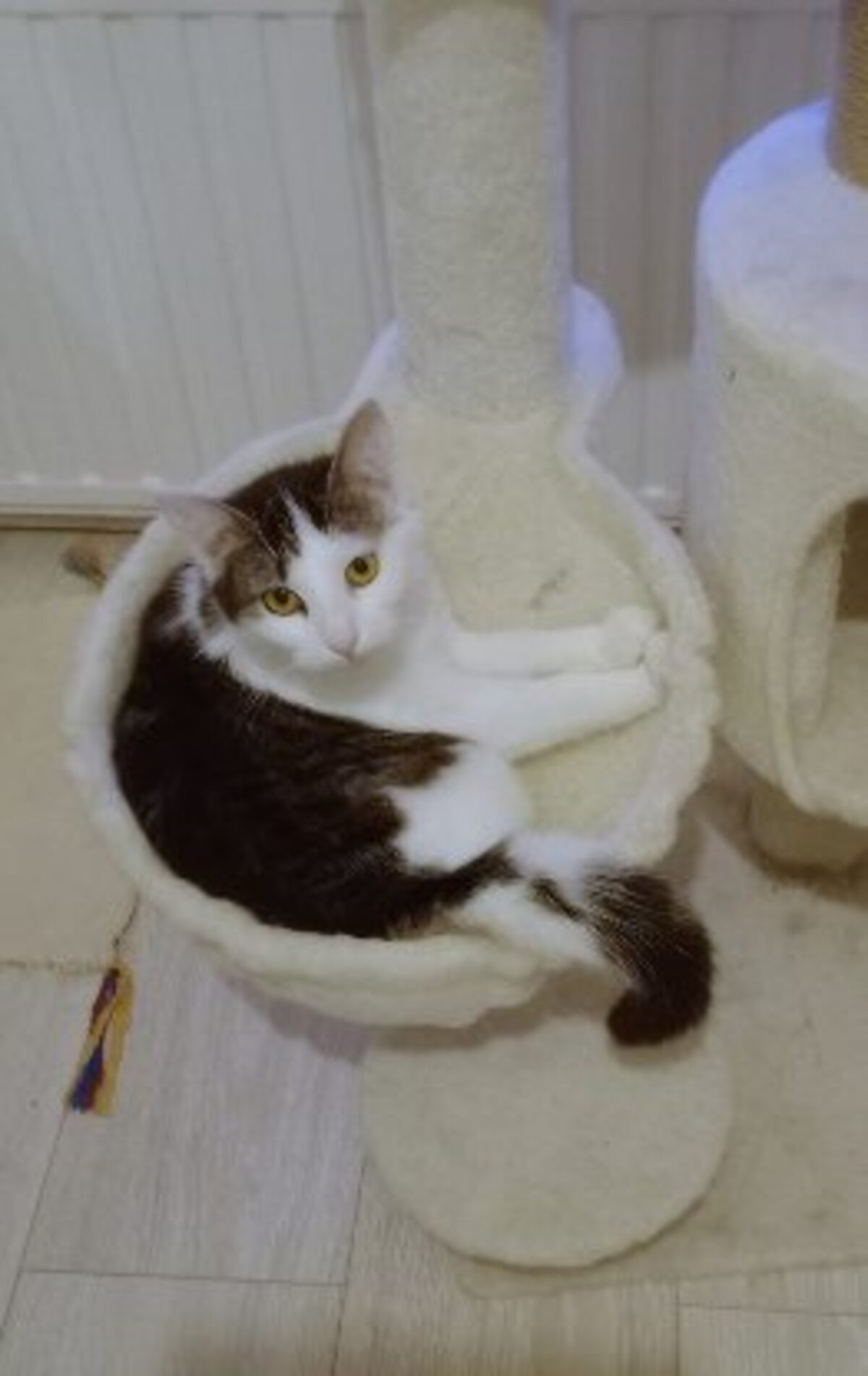Adoption Gaufrette