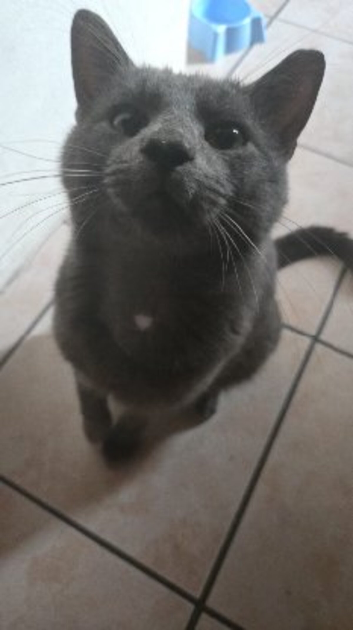 Adoption Gavroche