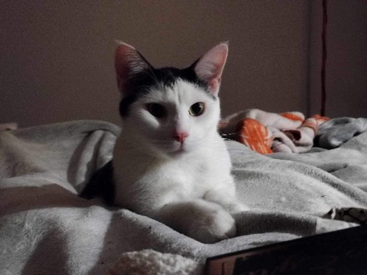 Adoption Gerald