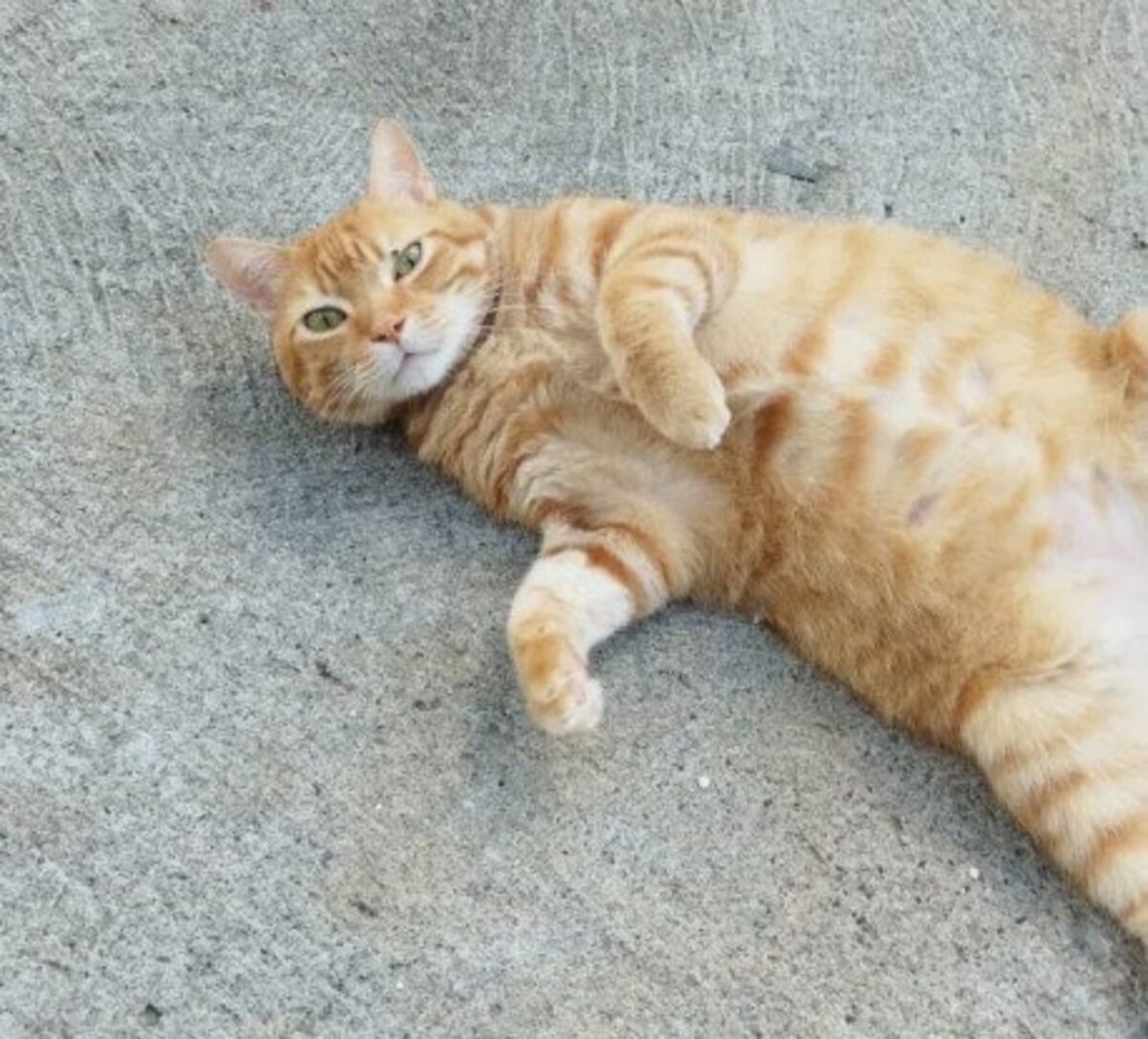 Adoption Gigetto