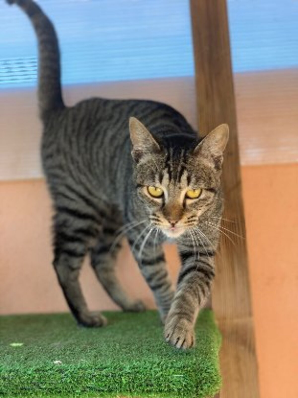 Adoption Ginny