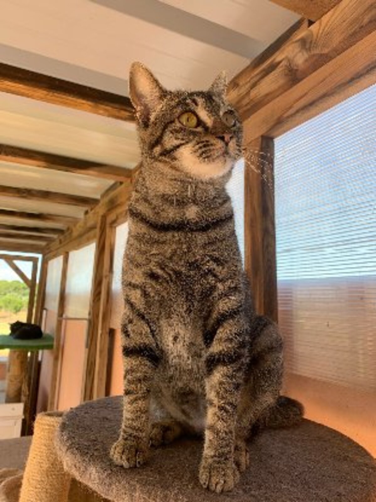 Adoption Ginny