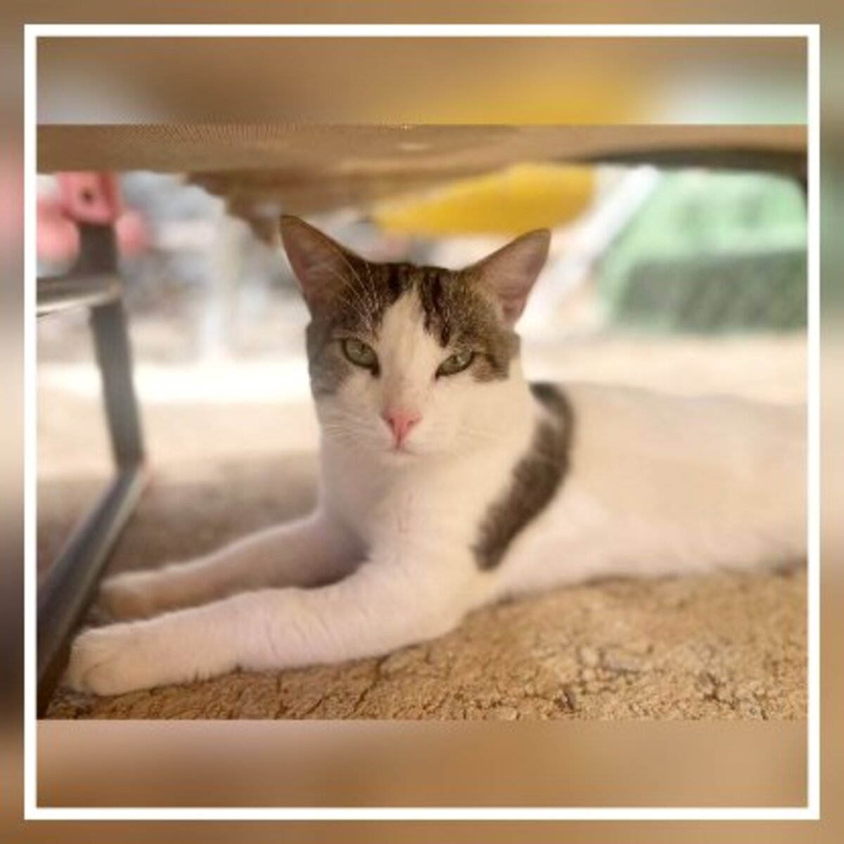 Adoption Gino