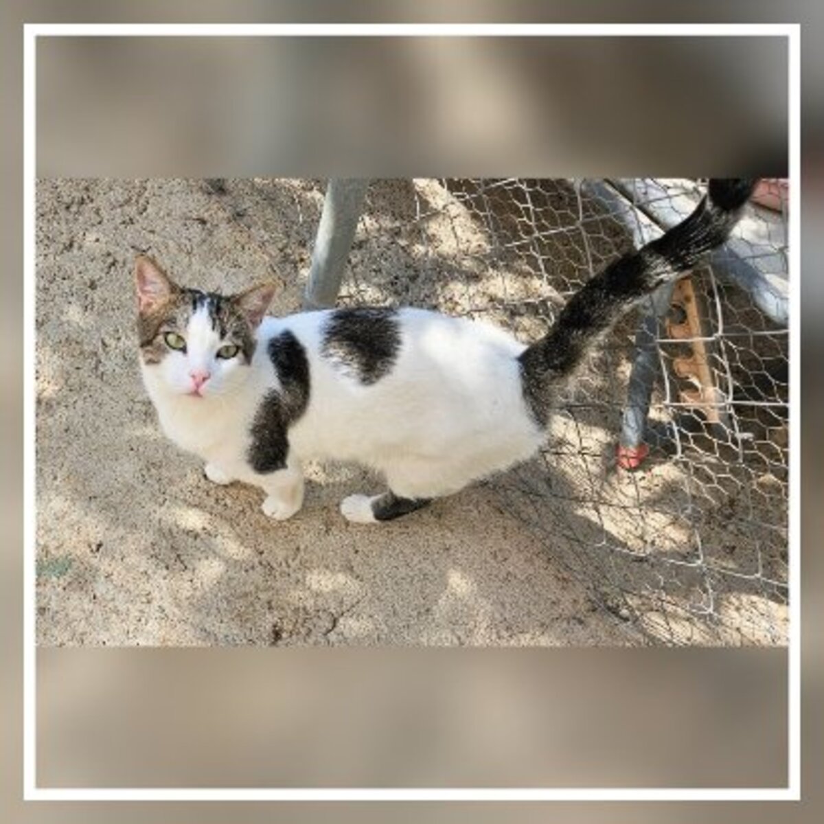 Adoption Gino