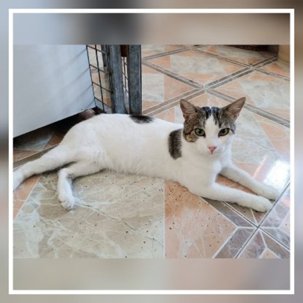 Adoption Gino