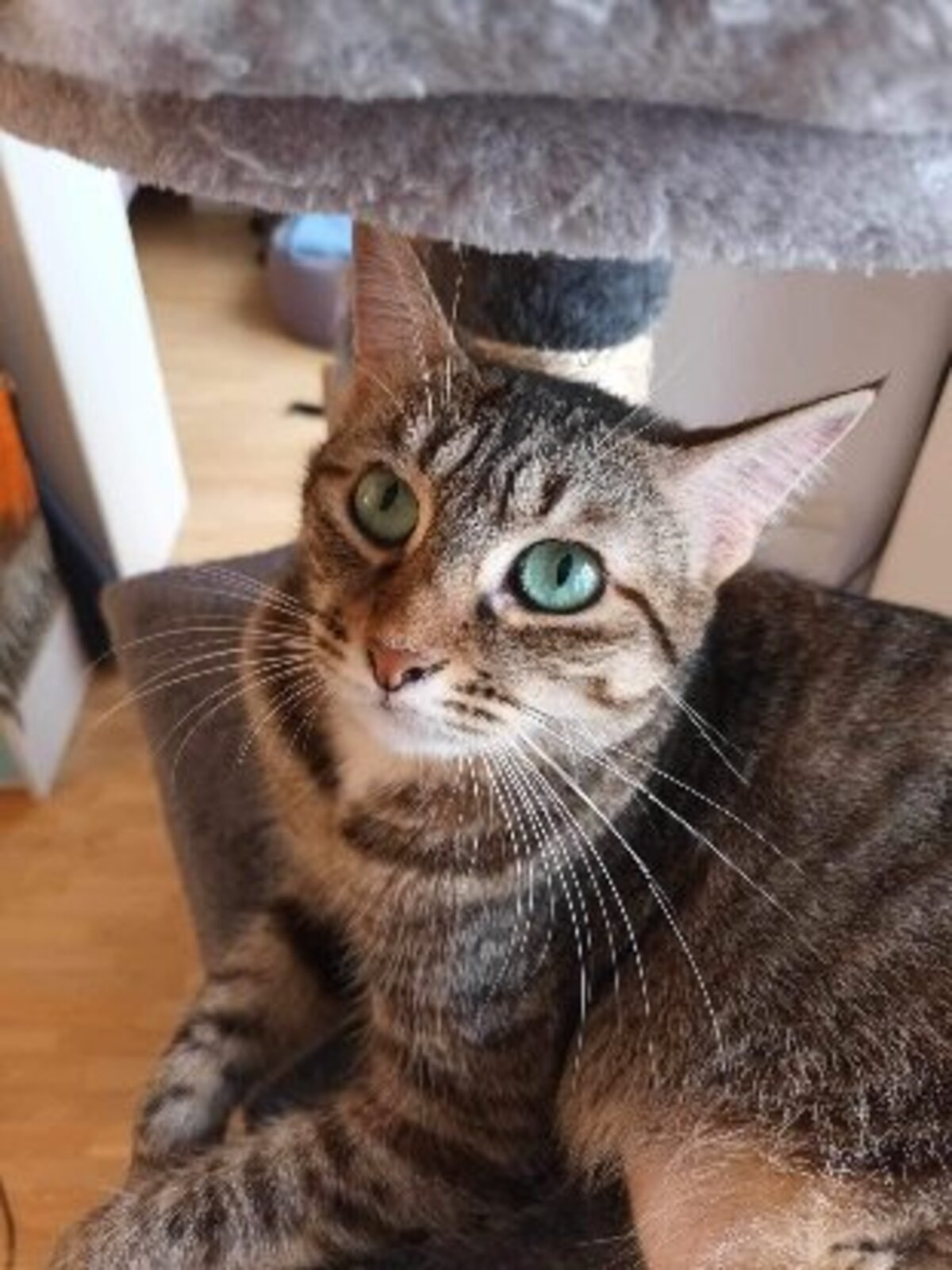 Adoption Gisele