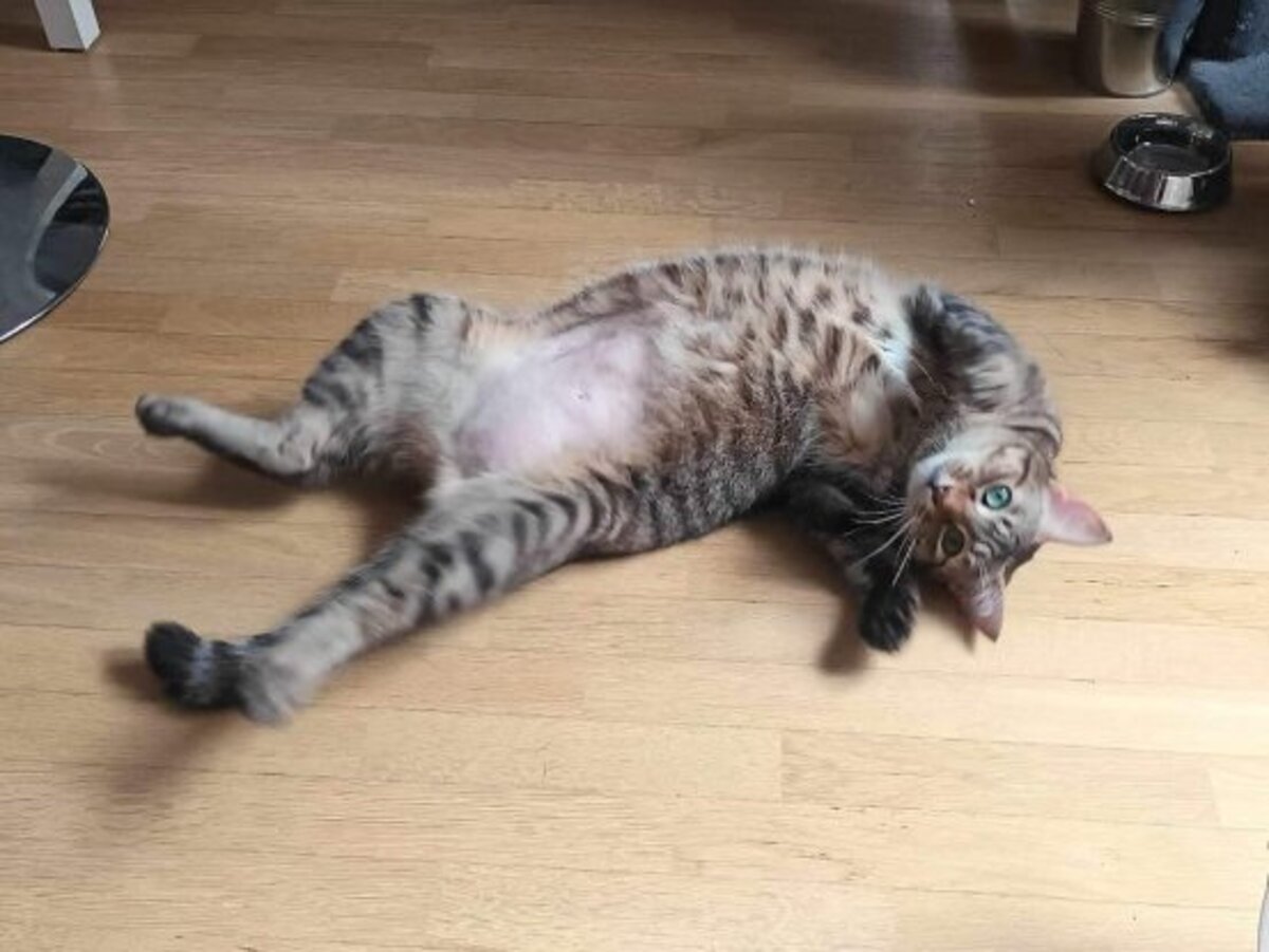 Adoption Gisele
