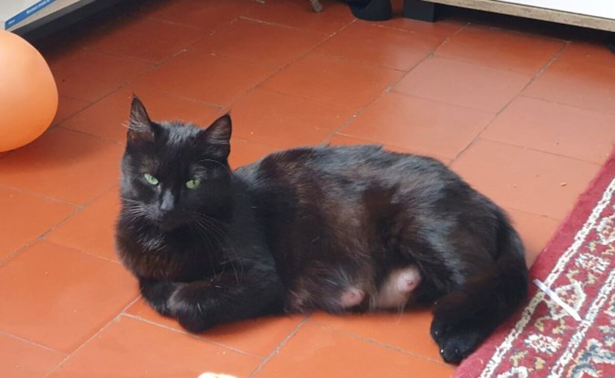 Adoption Gloria