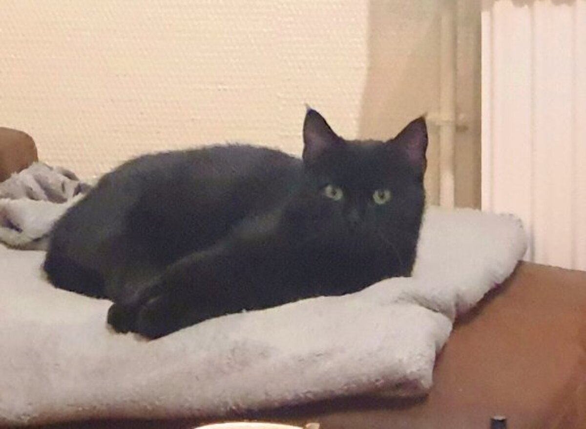 Adoption Gloria