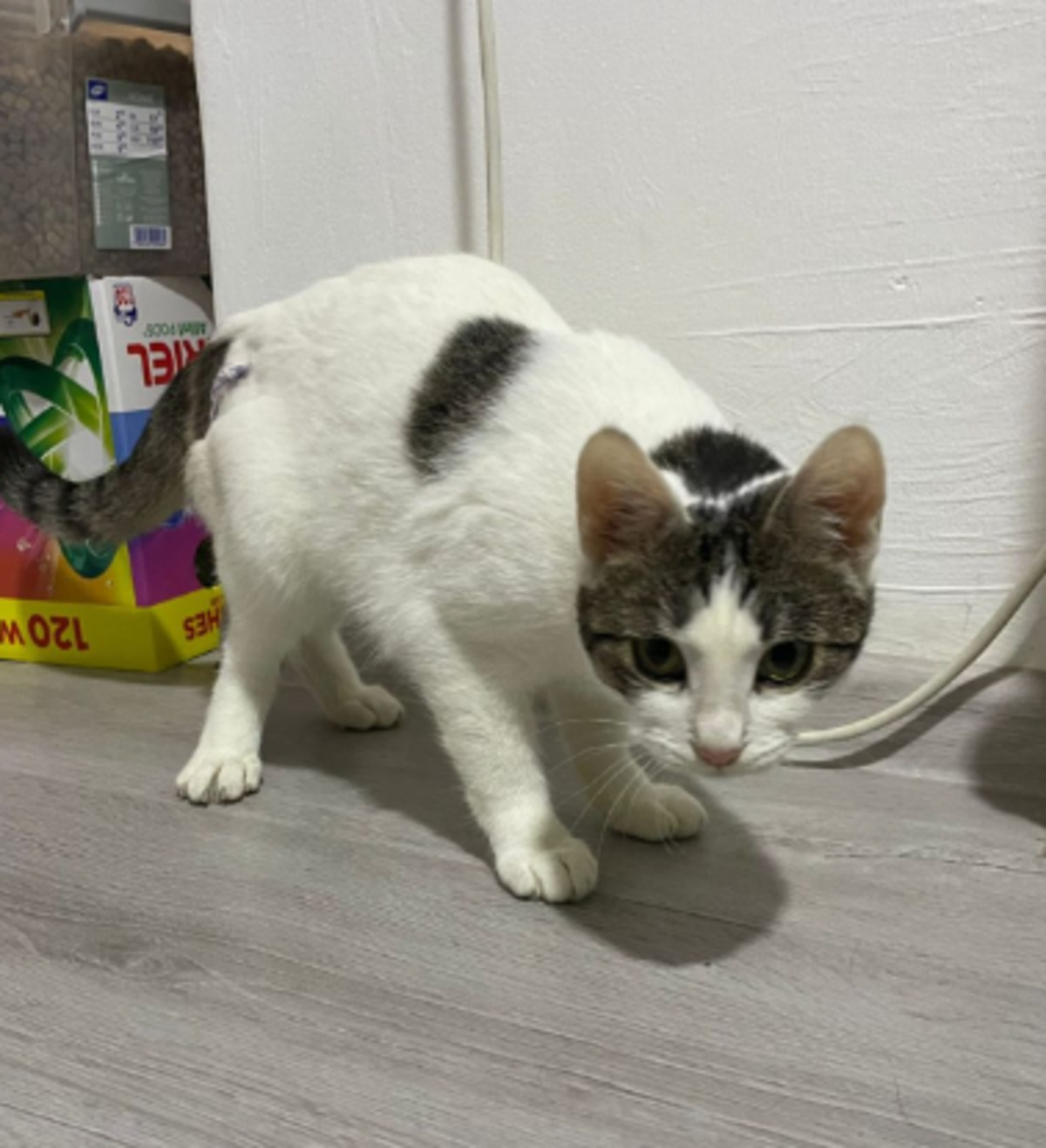 Adoption Gloria