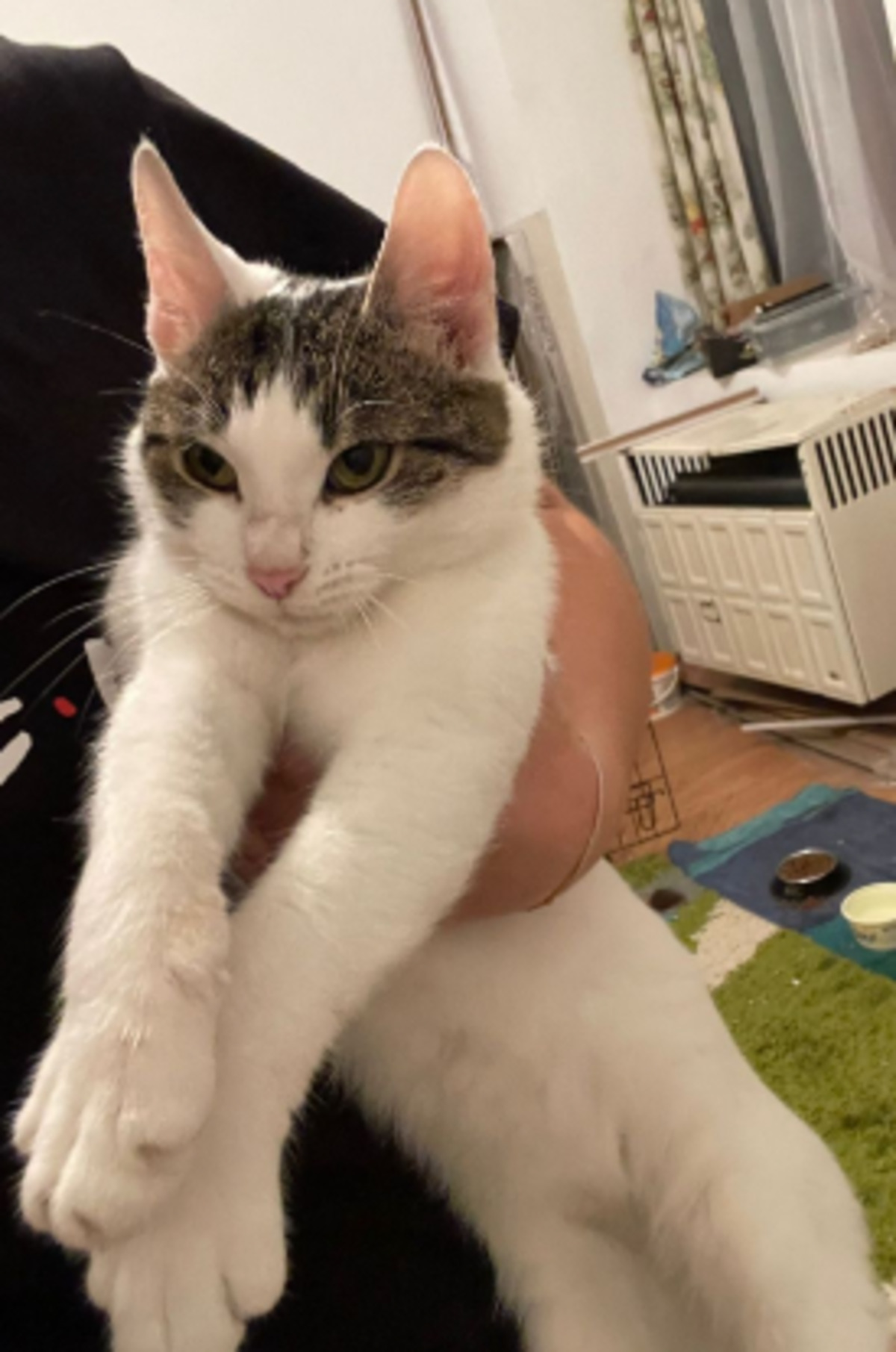 Adoption Gloria