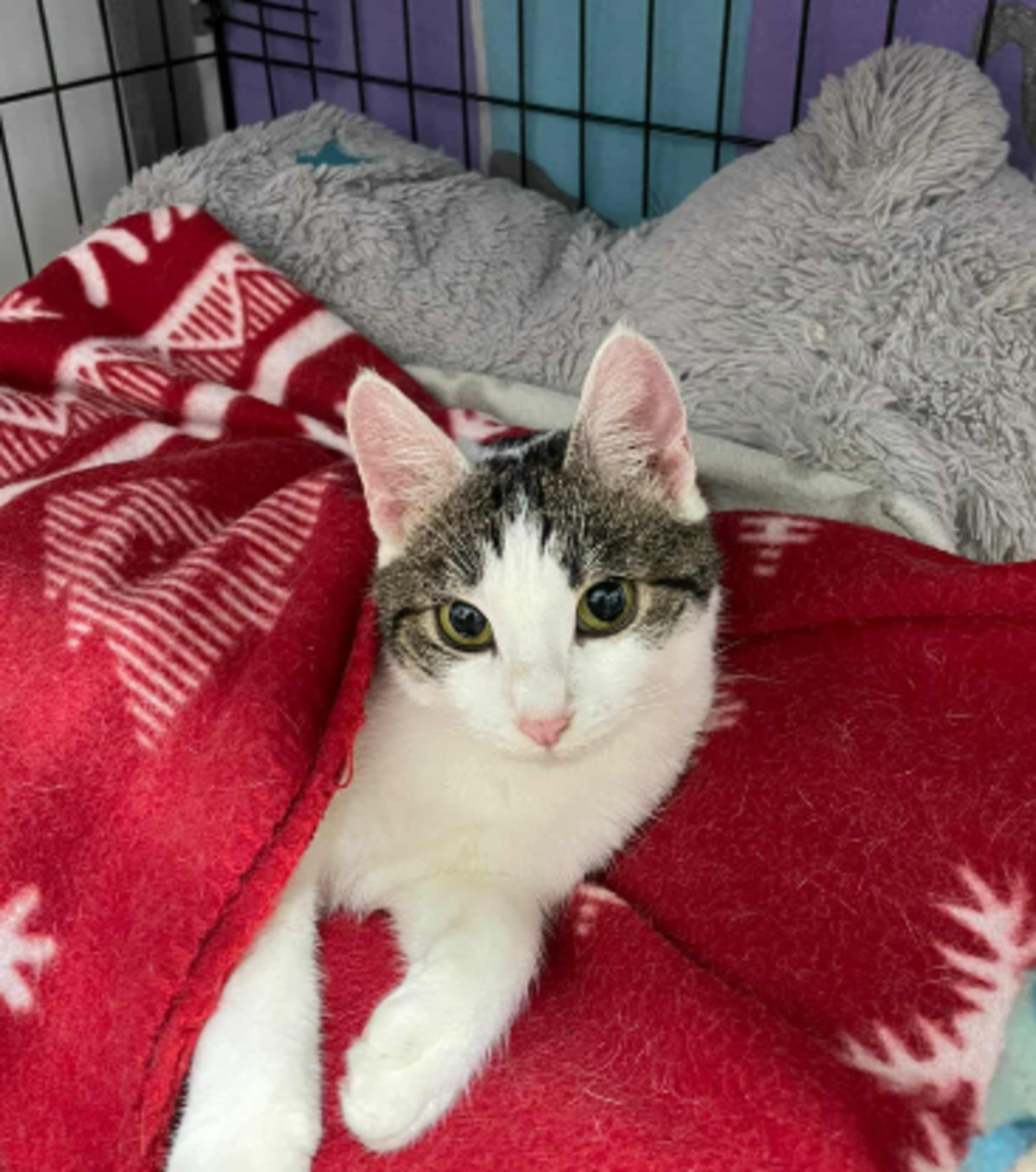 Adoption Gloria
