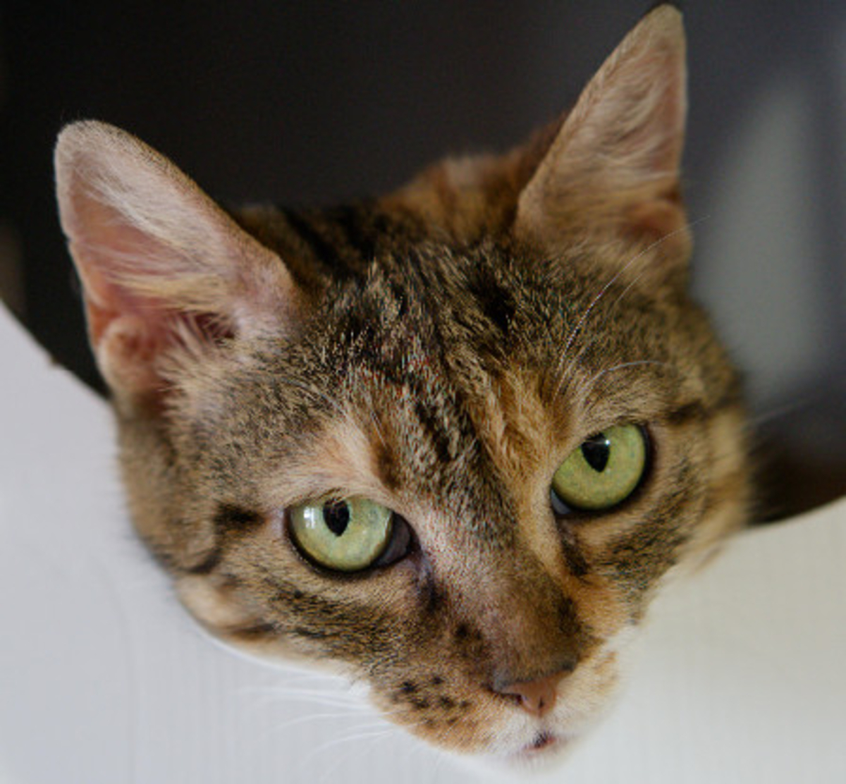 Adoption Gloria